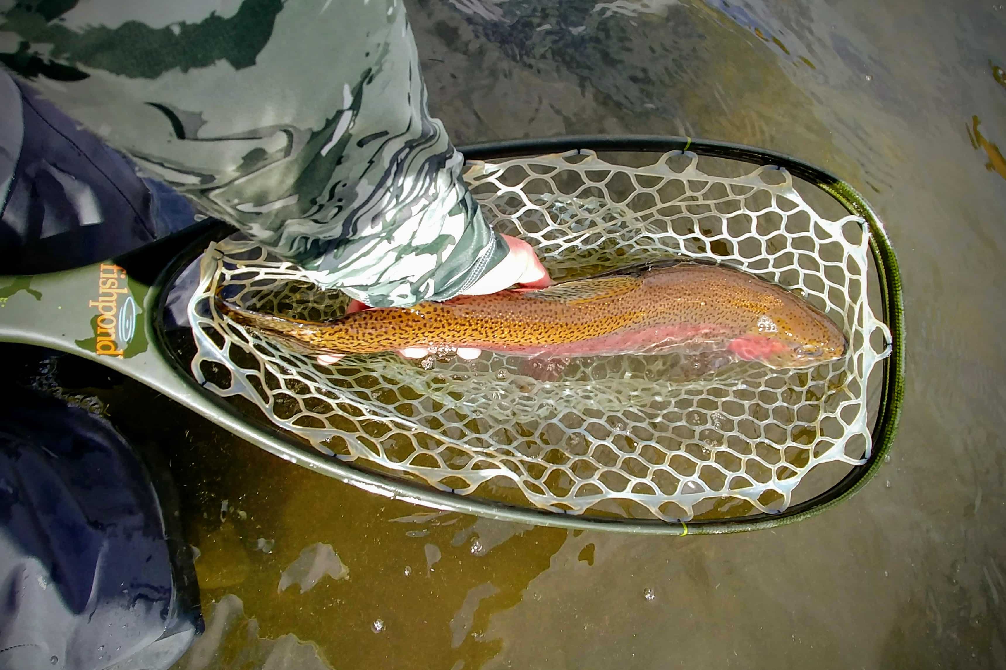 Deckers, CO Fishing Adventure: Finding the Perfect Spot on the South Platte River