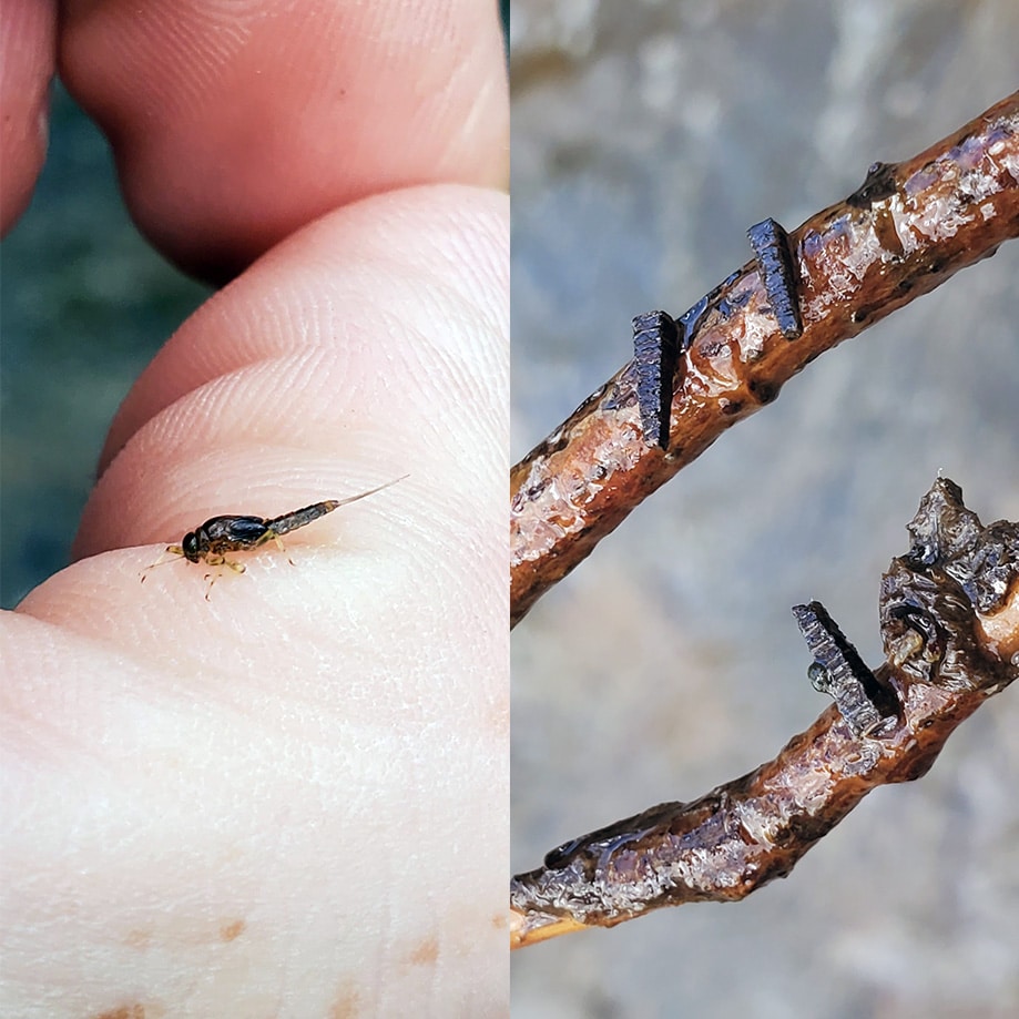 A close-up image showing a small black aquatic insect perched on a finger, alongside a twig displaying similar dark-colored insects attached to it.