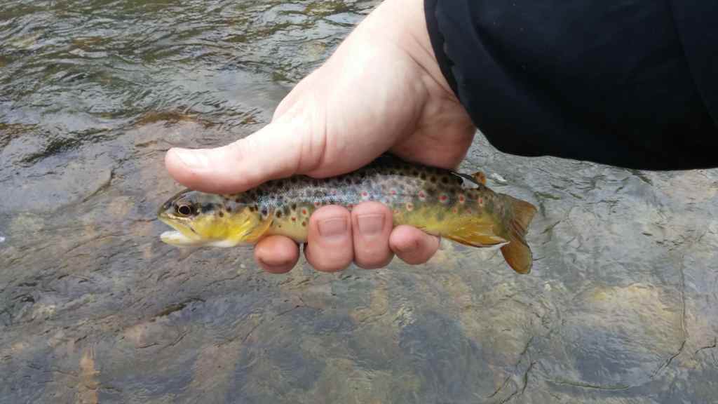 A person holding a brown trout in a river, showcasing its vivid colors and spots against the water's surface.