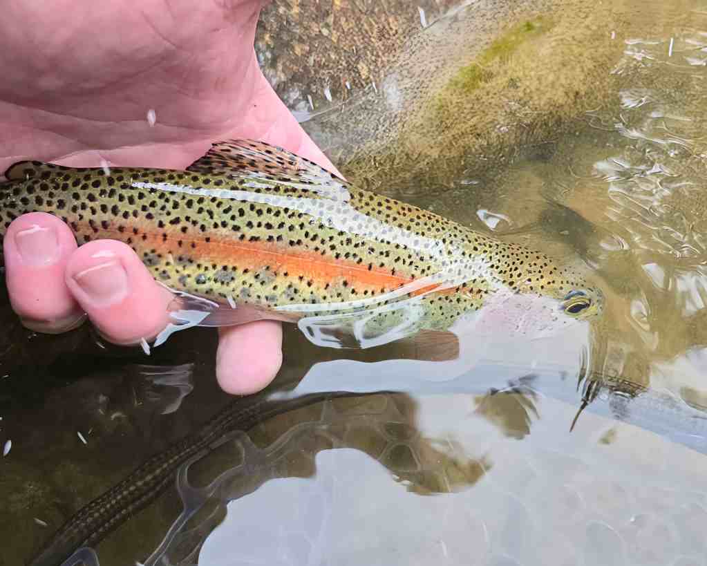 A close-up of a person's hand holding a Rainbow Trout partially submerged in clear water, showcasing its vibrant colors and spots.