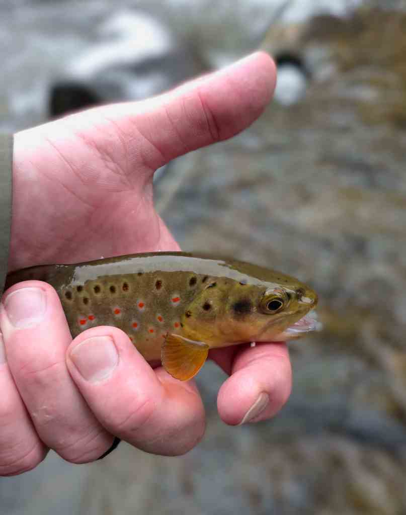 A person holding a small trout with orange spots, showcasing the fish's colorful markings against a blurred natural background.
