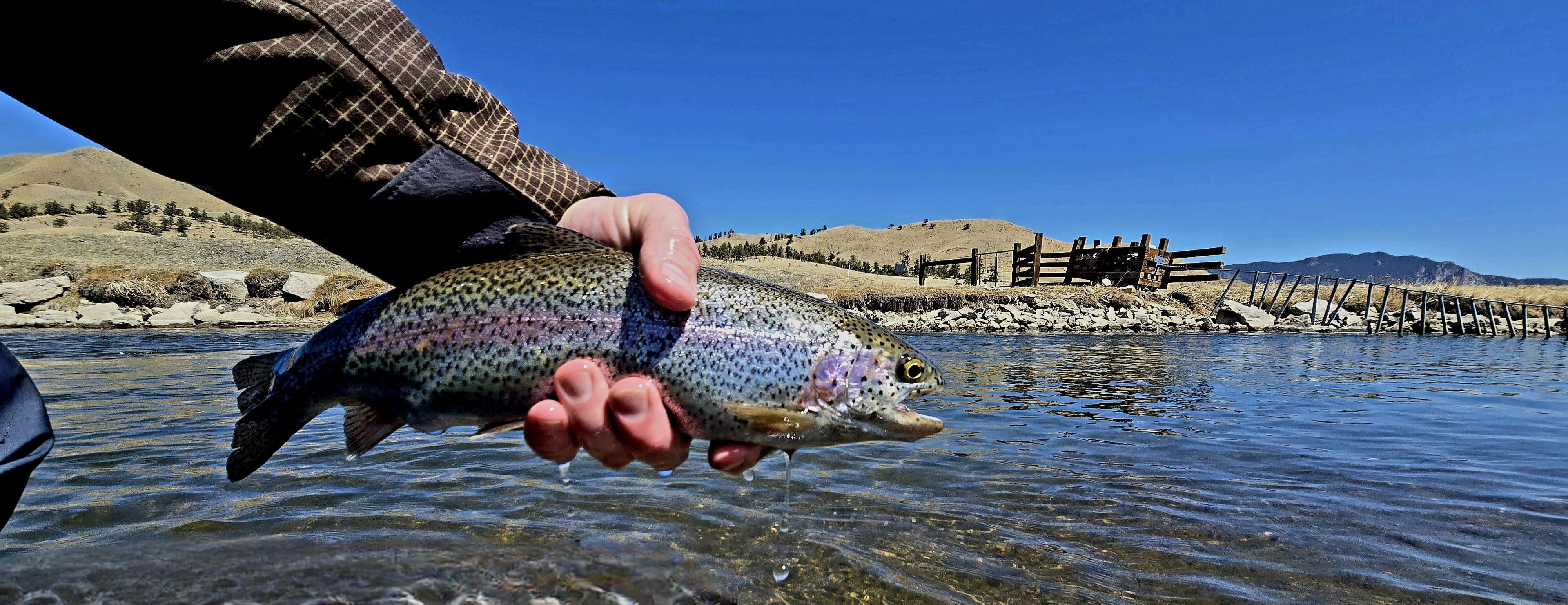 A person holding a rainbow trout in a river with mountains and a wooden fence in the background.