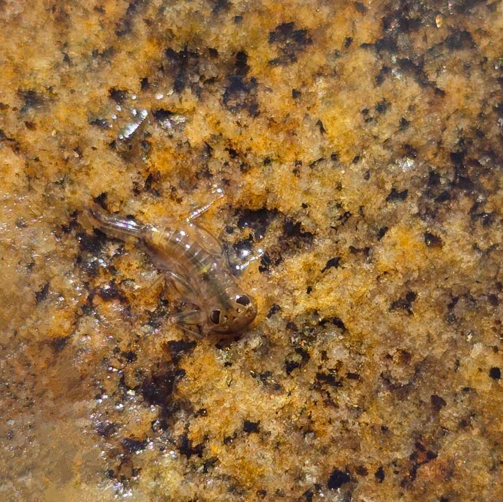 A close-up of a small insect nymph resting on a rock in a riverbed, showcasing its translucent body and distinctive features.
